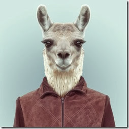 llama llama