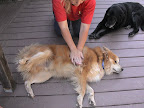If your pet becomes unconscious, lay him on his side and compress lungs by squeezing with the heel of your hand on the side of his chest to dislodge object. If your pet becomes unconscious, lay him on his side and compress lungs by squeezing with the heel of your hand on the side of his chest to dislodge object.