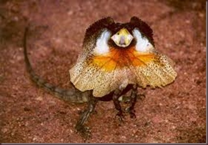 Amazing Animal Pictures Frill Necked Lizard (7)
