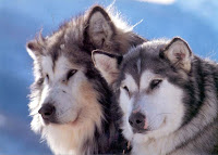 perros-alaskan-malamute.jpg