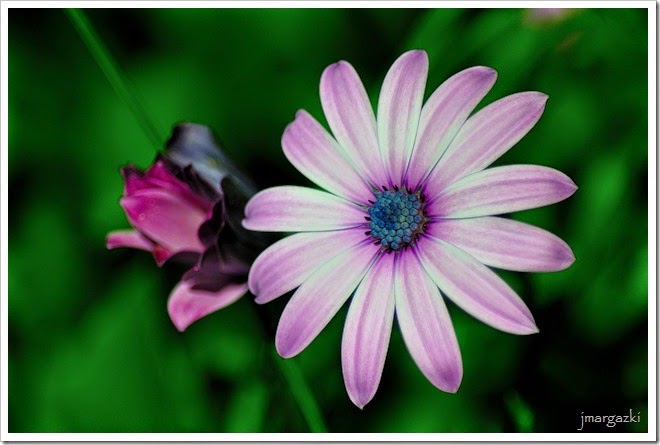 DSC_2257 DSC_2257