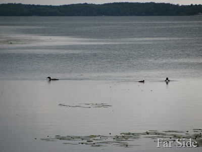 Loons on Shell Lake