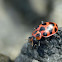 Spotted Lady Beetle