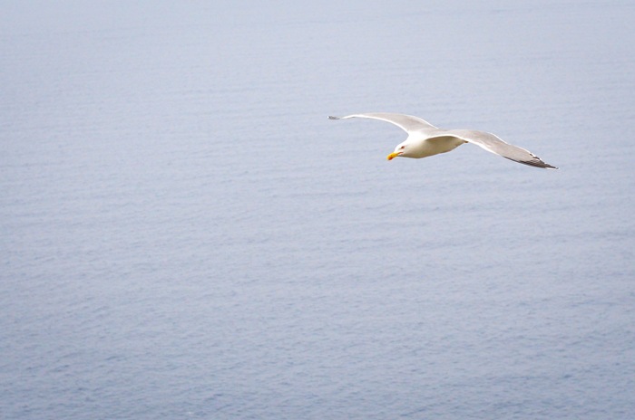 [cornigliaseagull.jpg]