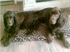 Amy en Dezzel al ruim 1 jaar maatjes.