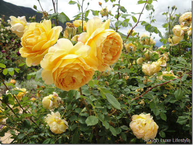 Golden Celebration Rose in Cindy Hattersley's garden