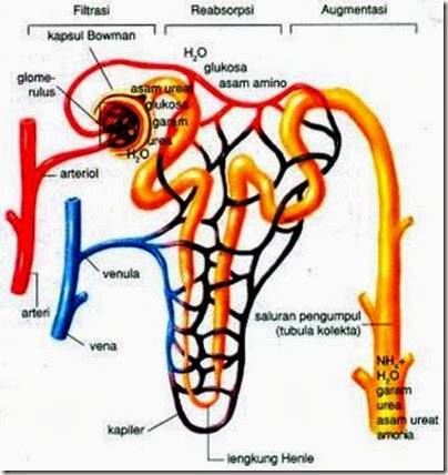 proses pembentukan urine