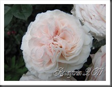 IMG_2067 IMG_2067
