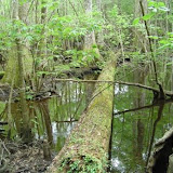 4 Holes Swamp 010.jpg