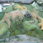 Star fish