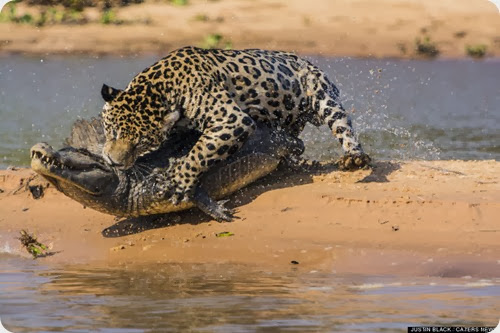 jaguar vs caiman7