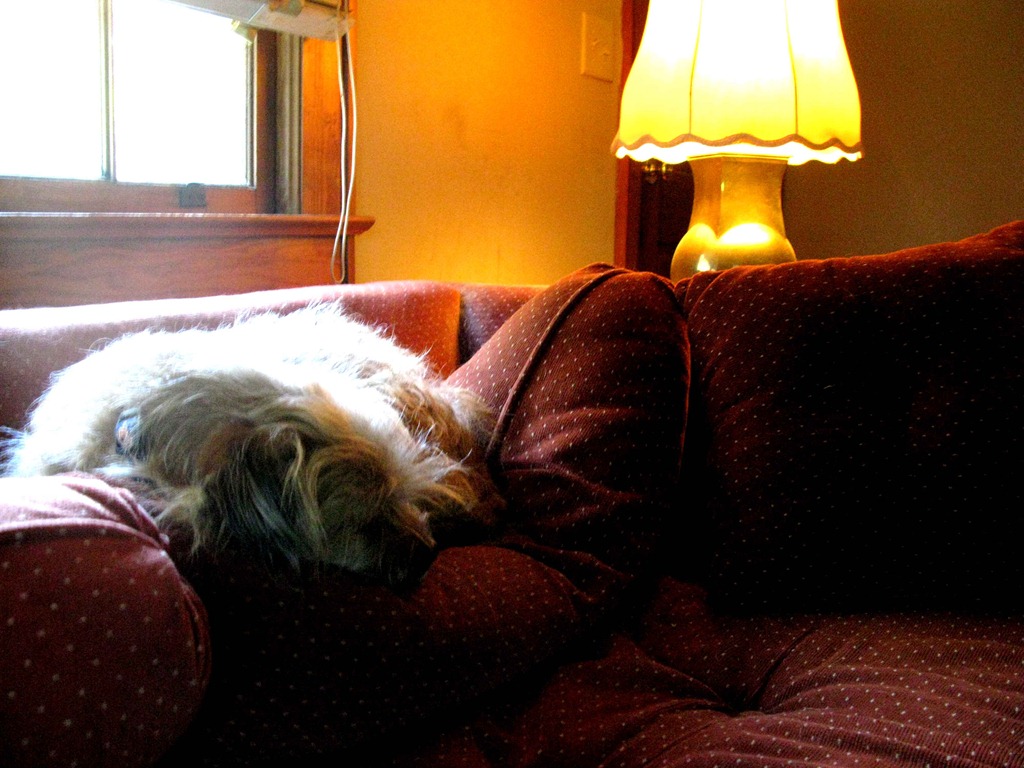 [good%2520night%2520gracie%255B4%255D.jpg]