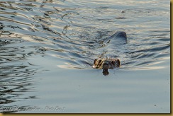 North American Beaver