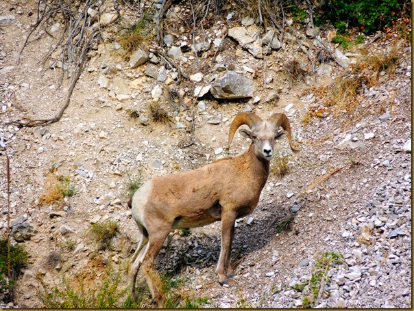 One of three bighorn sheep we saw by the river bighorn sheep best