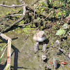 DSCN9536.JPG