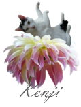 [kenji-signature%255B2%255D.png]