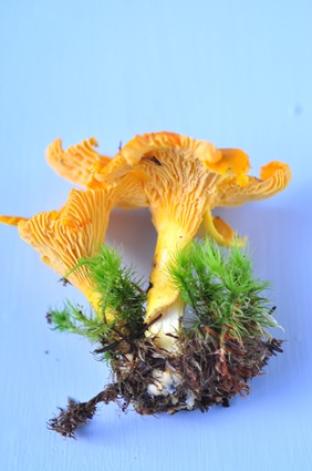 chanterelles_single chanterelles_single