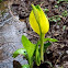 western skunk cabbage