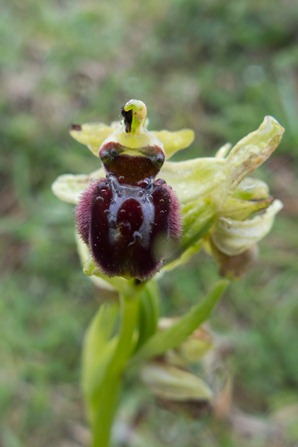 Early Spider Orchid Early Spider Orchid