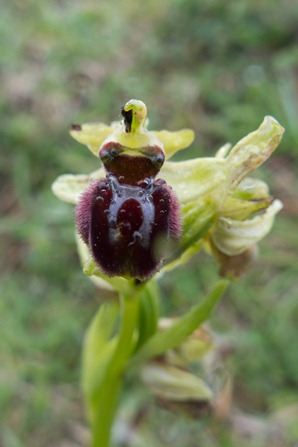 Early Spider Orchid