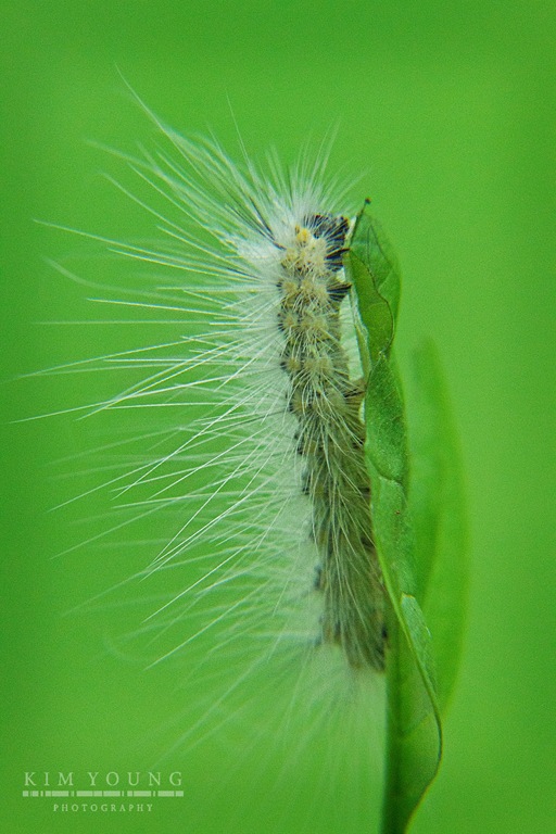 [caterpillar%2520on%2520leaf%255B4%255D.jpg]