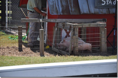 southern belle farm 100611 (46)