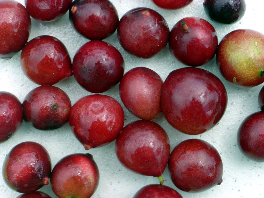 [Camu%2520Camu%2520fruits%2520b%255B4%255D.jpg]