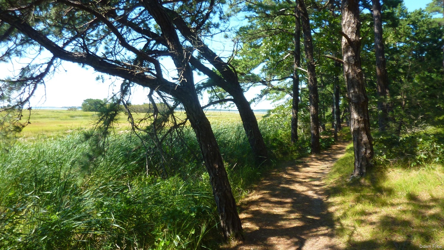 [Wellfleet-Audubon_0013.jpg]