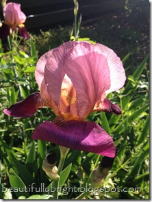 iris