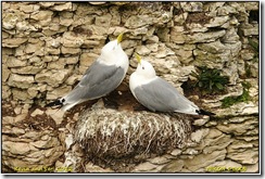 Bempton Cliffs D300s X14  05-05-2012 13-45-18