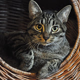 gatti