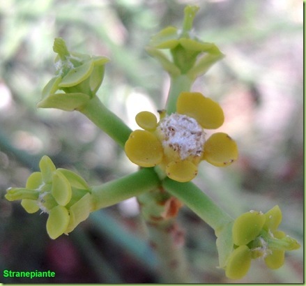 Euphorbia sp fiore