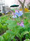 One of our finest native plants, Virginia bluebells - Mertensia virginica. The buds start pink and turn blue as they open.