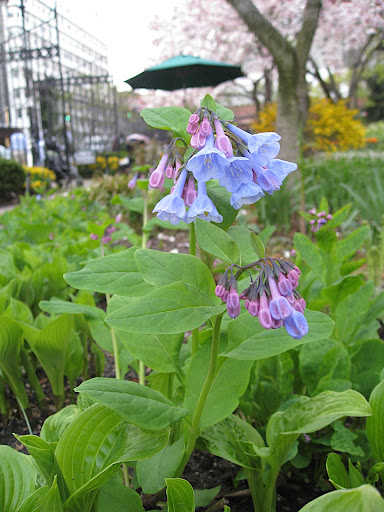 One of our finest native plants, Virginia bluebells - Mertensia virginica. The buds start pink and turn blue as they open.