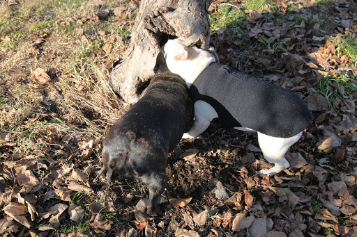 Maybe if we both shove our heads inside the hole at the same time...