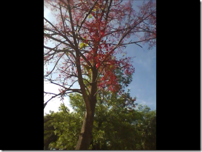 redtree1