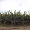 Tweejarige appelbomen kwekerij vanMontfort AV2013_09_06_03.JPG