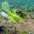 Ghostpipefish (Dauin, Negros)