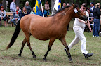 Nystan 3808 f 1996 e Kanel u Fina e Furir