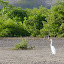 Aigrette neigeuse