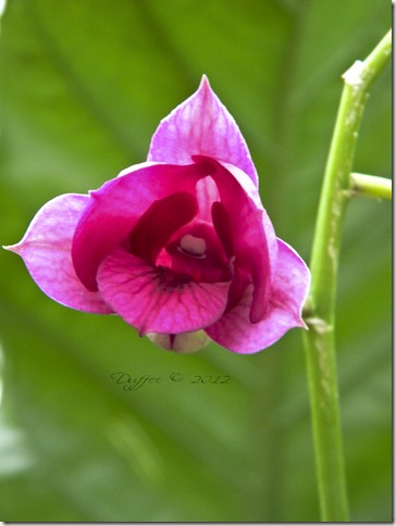 Unfolding Pink Orchid