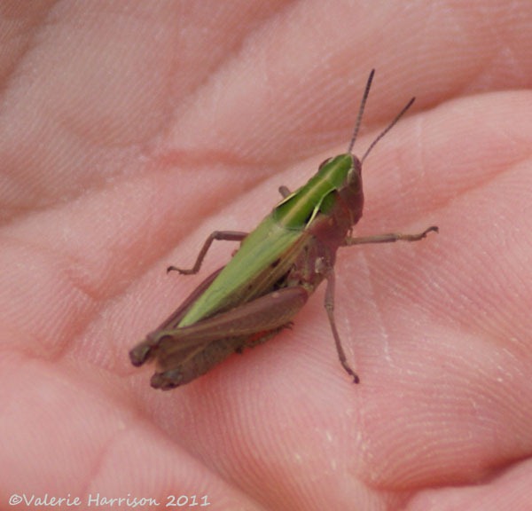 [11-grasshopper%255B2%255D.jpg]