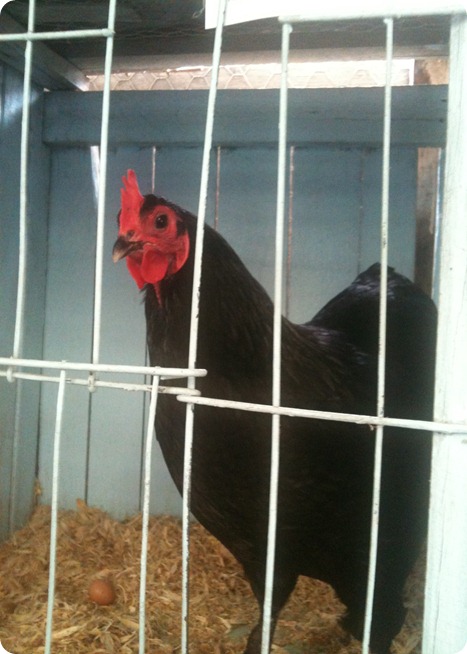 february 2012 042