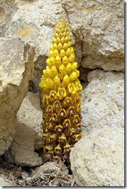 402px-Broomrape_(Cistanche_tubulosa)_Negev 402px-Broomrape_(Cistanche_tubulosa)_Negev