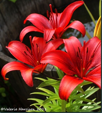 red-lilies