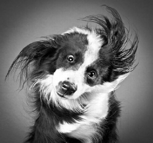 [shaky-dogs03%255B4%255D.jpg]