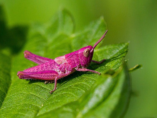[Pink-grasshopper-016.jpg]
