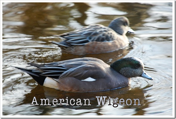 Wigeon