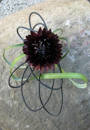 strawflower bout front jacqueline ahne strawflower bout front jacqueline ahne