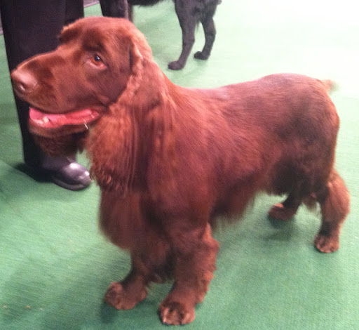 Field Spaniel 'Albert'